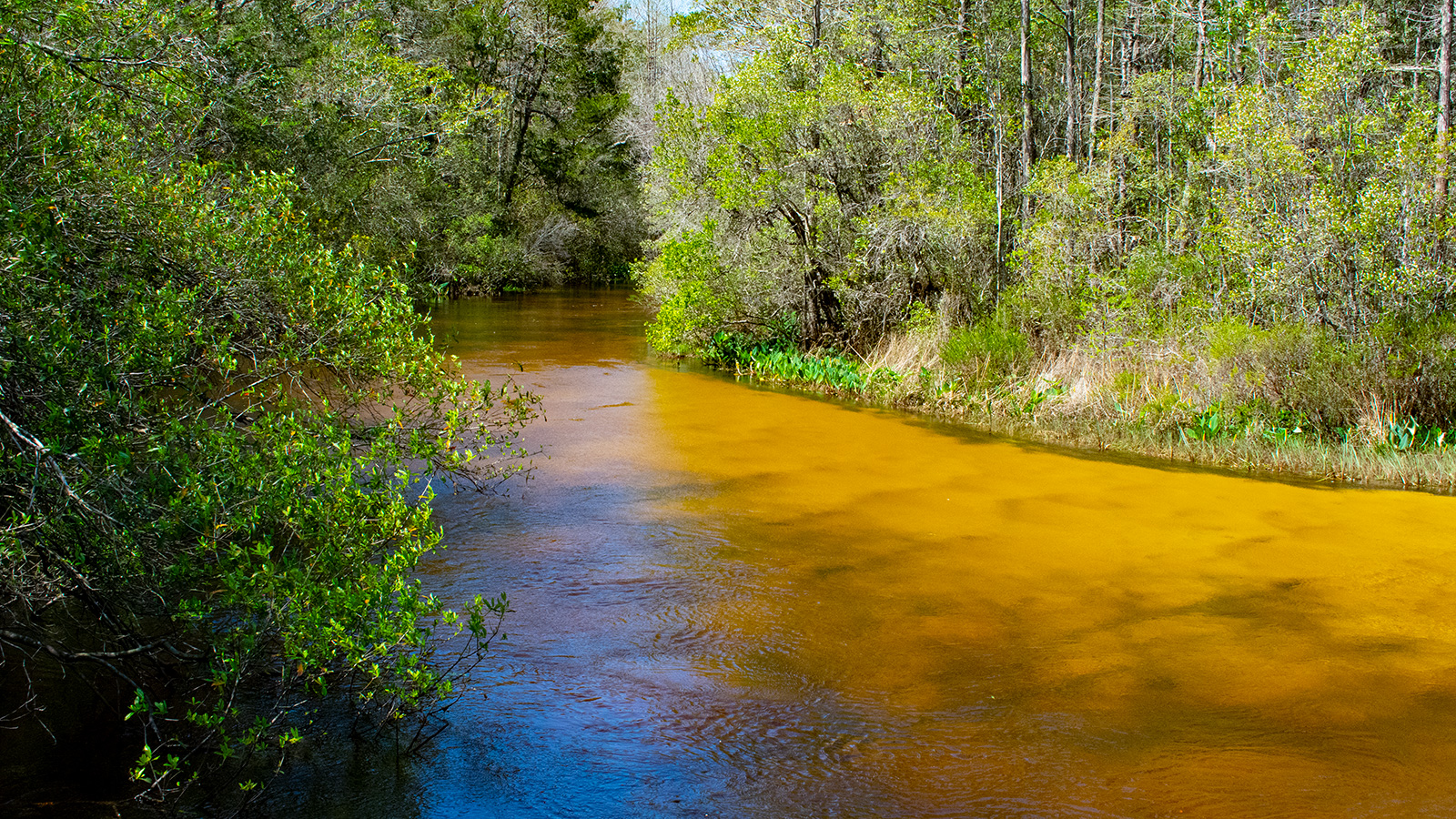 Visiting Turkey Creek Sniffing Branches